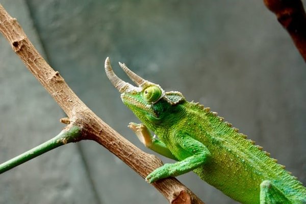 Comment détecter une surdité chez un lézard léopard?