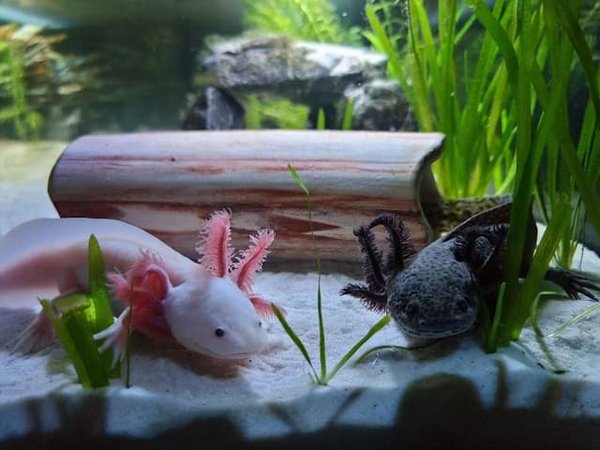 Quelle est l'influence de la photopériode sur le cycle de reproduction des axolotls?